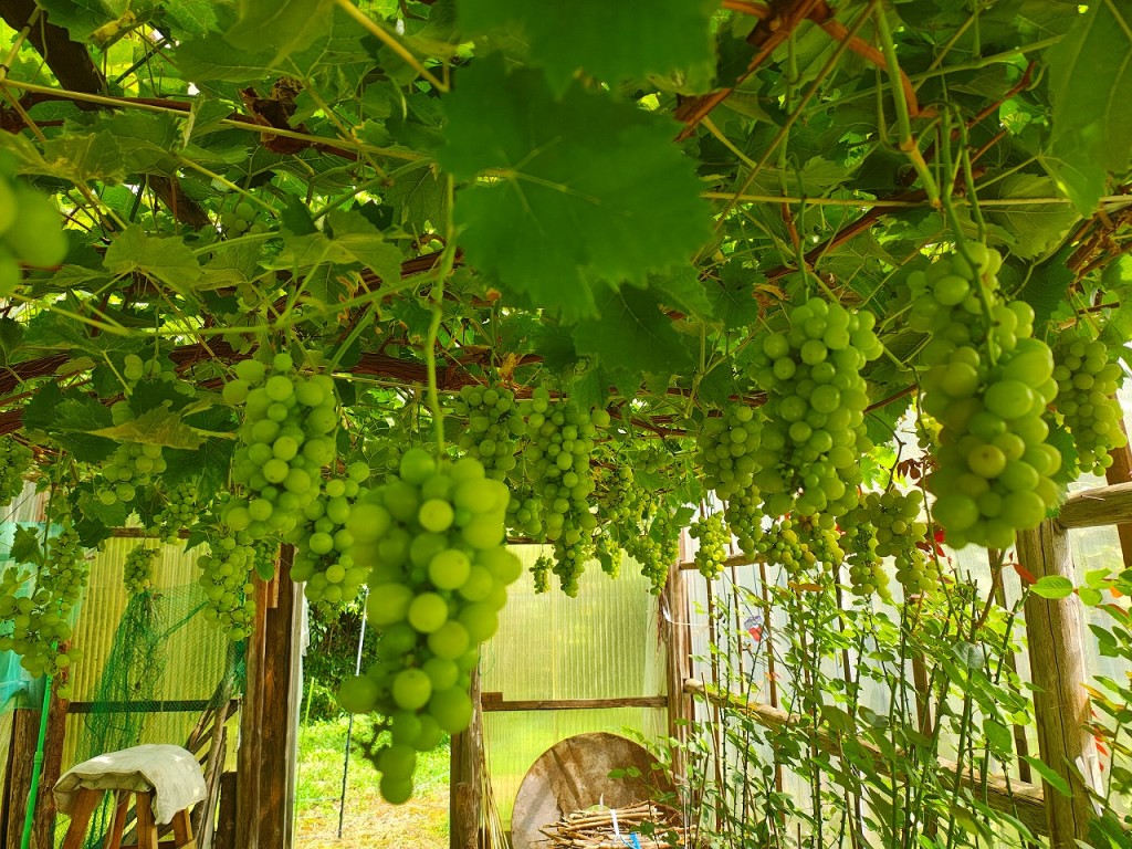 s-IMG_20250915_103941589_HDR