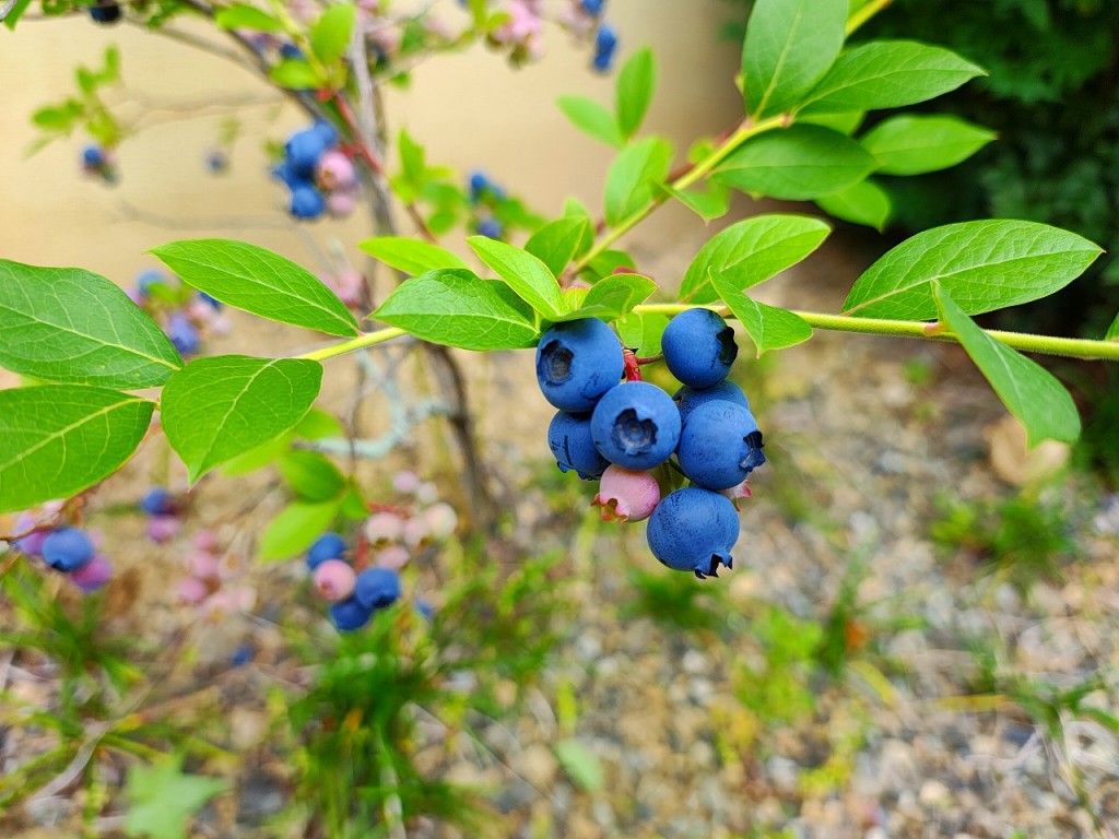 IMG_20260614_162538641_HDR